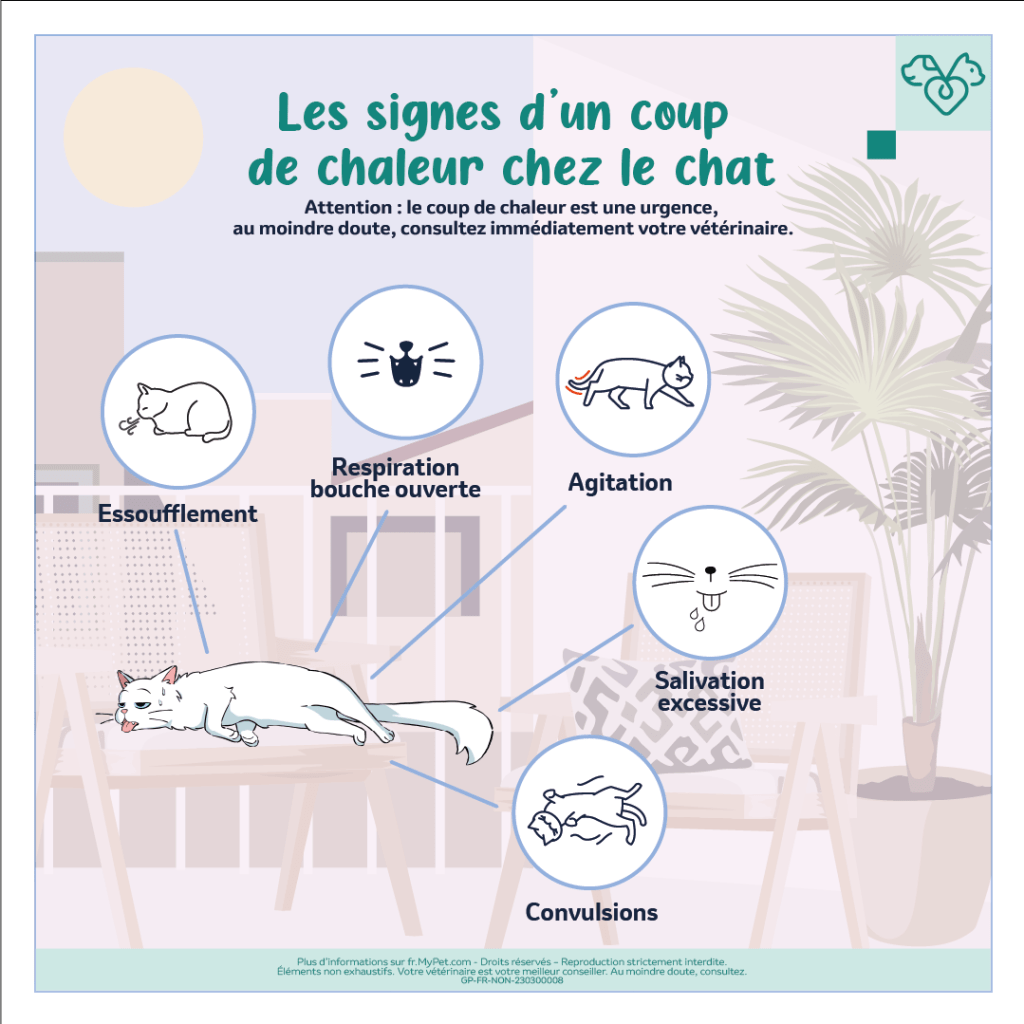 symptômes insolation coup de chaleur chat