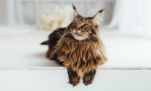 Maine Coon chat