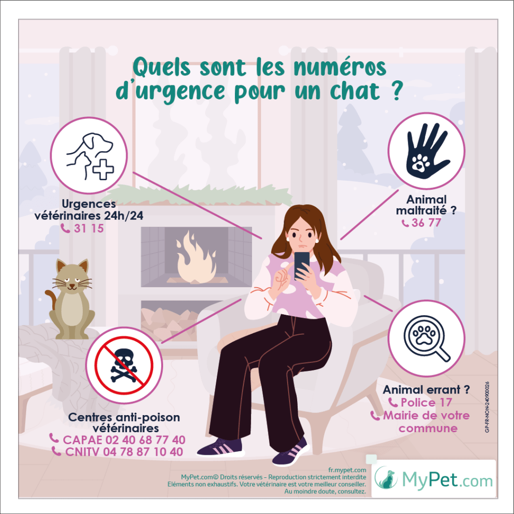 téléphone urgence chat