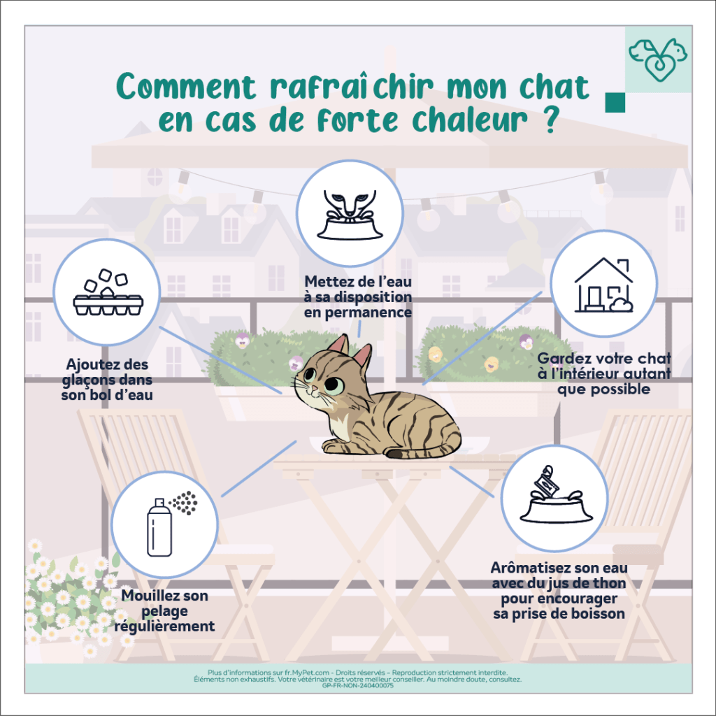 rafraîchir son chat - mon chat a trop chaud, comment le rafraîchir ?