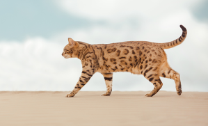 Savannah chat désert