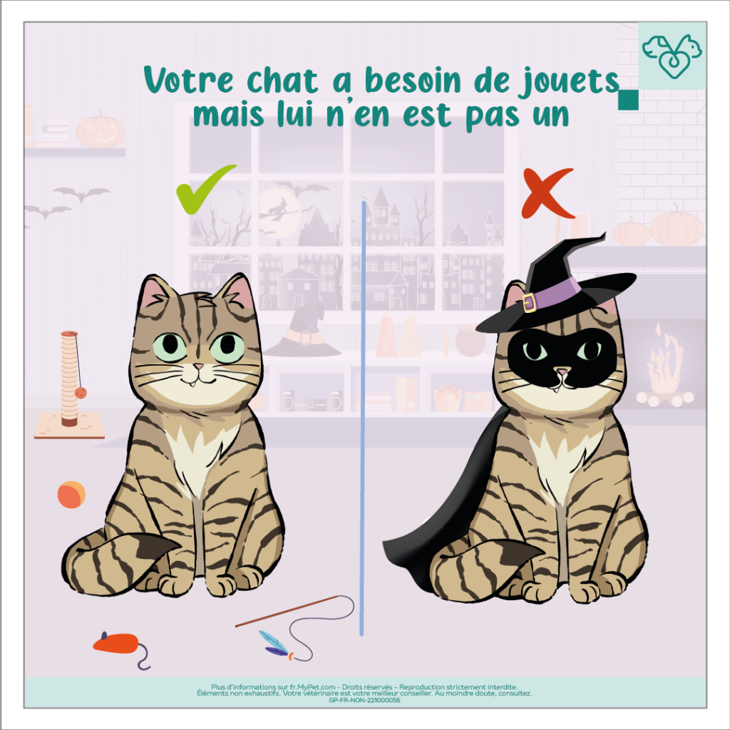 déguisement chat