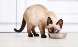 alimentation et digestion du chat