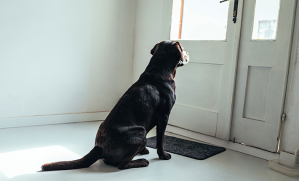chien qui attend son humain à la porte