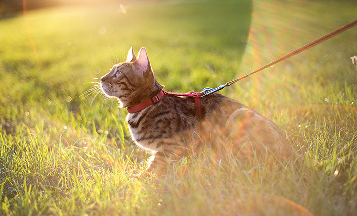 chat balade en laisse