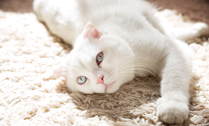 chat-blanc-danger-du-soleil