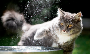 chat canicule eau