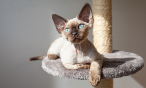 chat devon rex