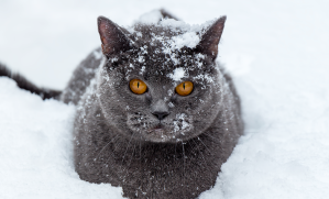 chat craint-il le froid ?
