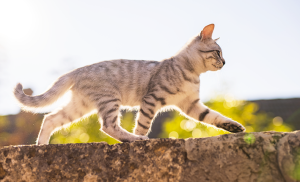 chat probleme avec voisins