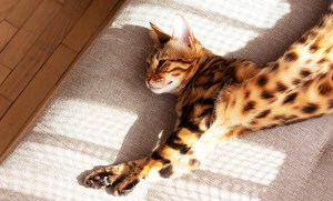 chat qui dort au soleil