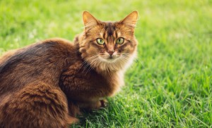 Chat de race type Somalien