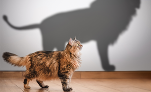 comportement du chat