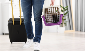 formalités de voyage avec un chat