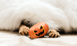 halloween peur chat