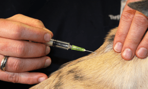 Comment réaliser une injection sous cutanée à mon chien