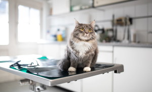 urgences médicales chat