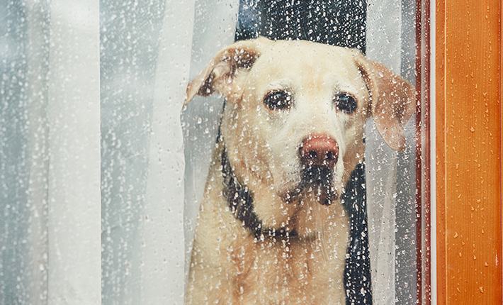 chien qui regarde par la fenêtre un jour de pluie