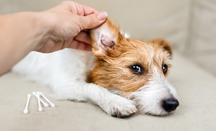 comment nettoyer les oreilles de mon chien