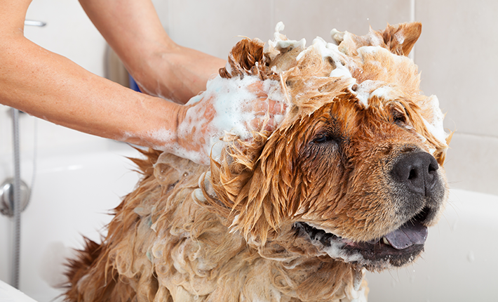 chien en train de recevoir un shampoing