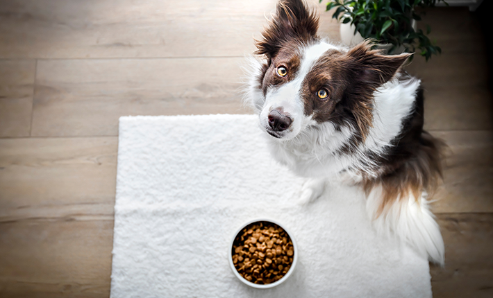 chien qui ne veut pas manger ses croquettes