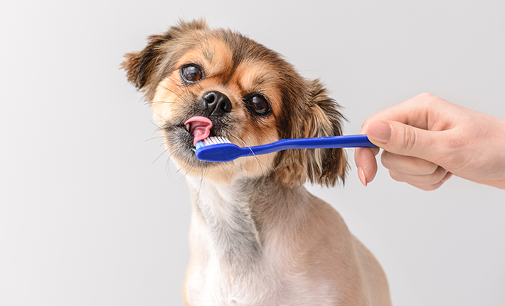 chien qui lèche une brosse à dent