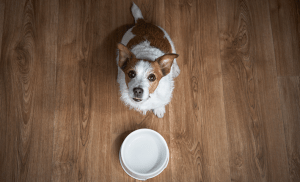 chien qui attend son repas