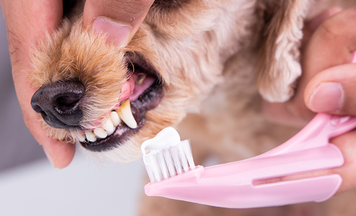 chien qui a du tartre qui se fait brosser les dents