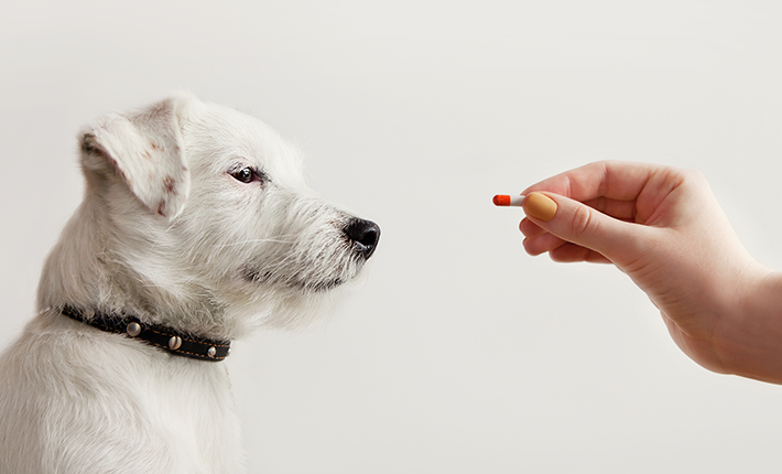 main qui tend un médicament à un chien