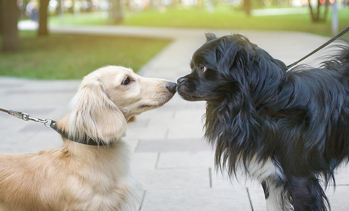 chiens qui se saluent nez à nez