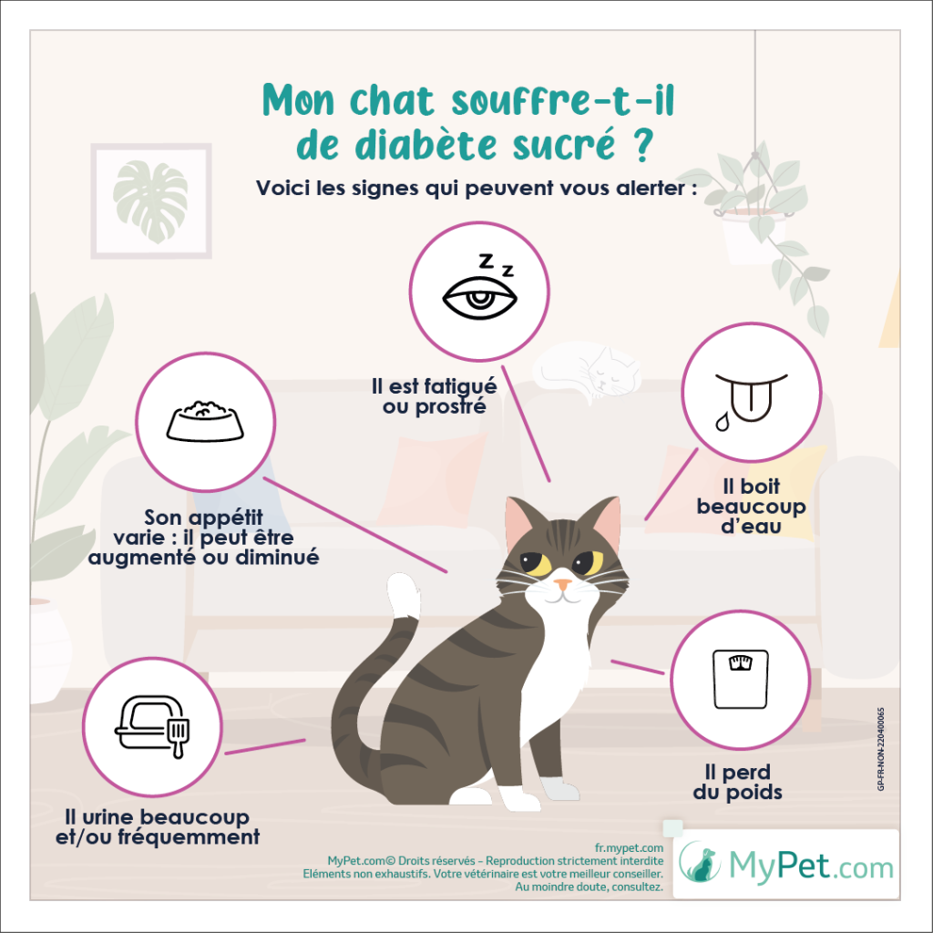 symptômes du diabète chez le chat