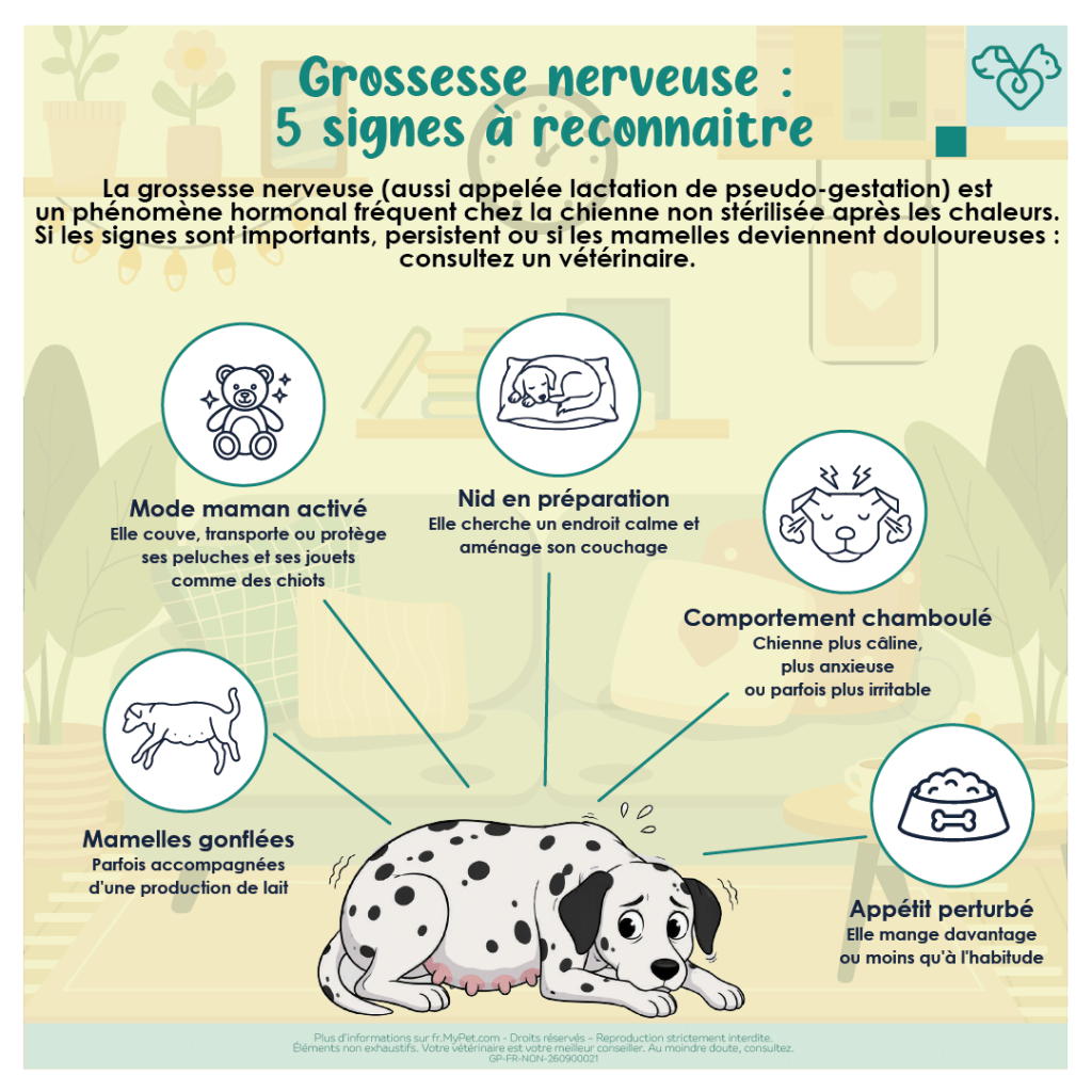 Signes grossesse nerveuse chienne