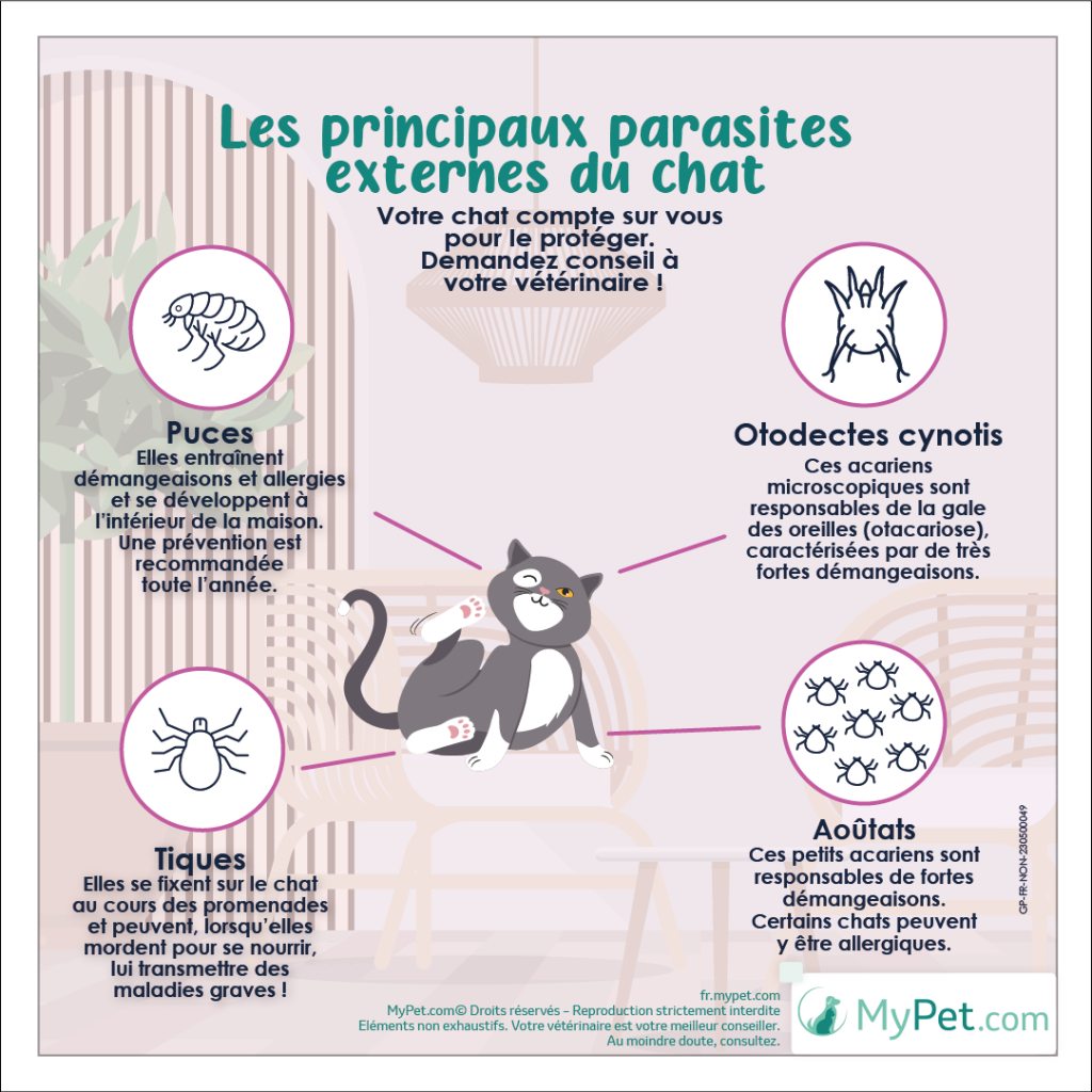 puces chat tiques chat aoutat chat