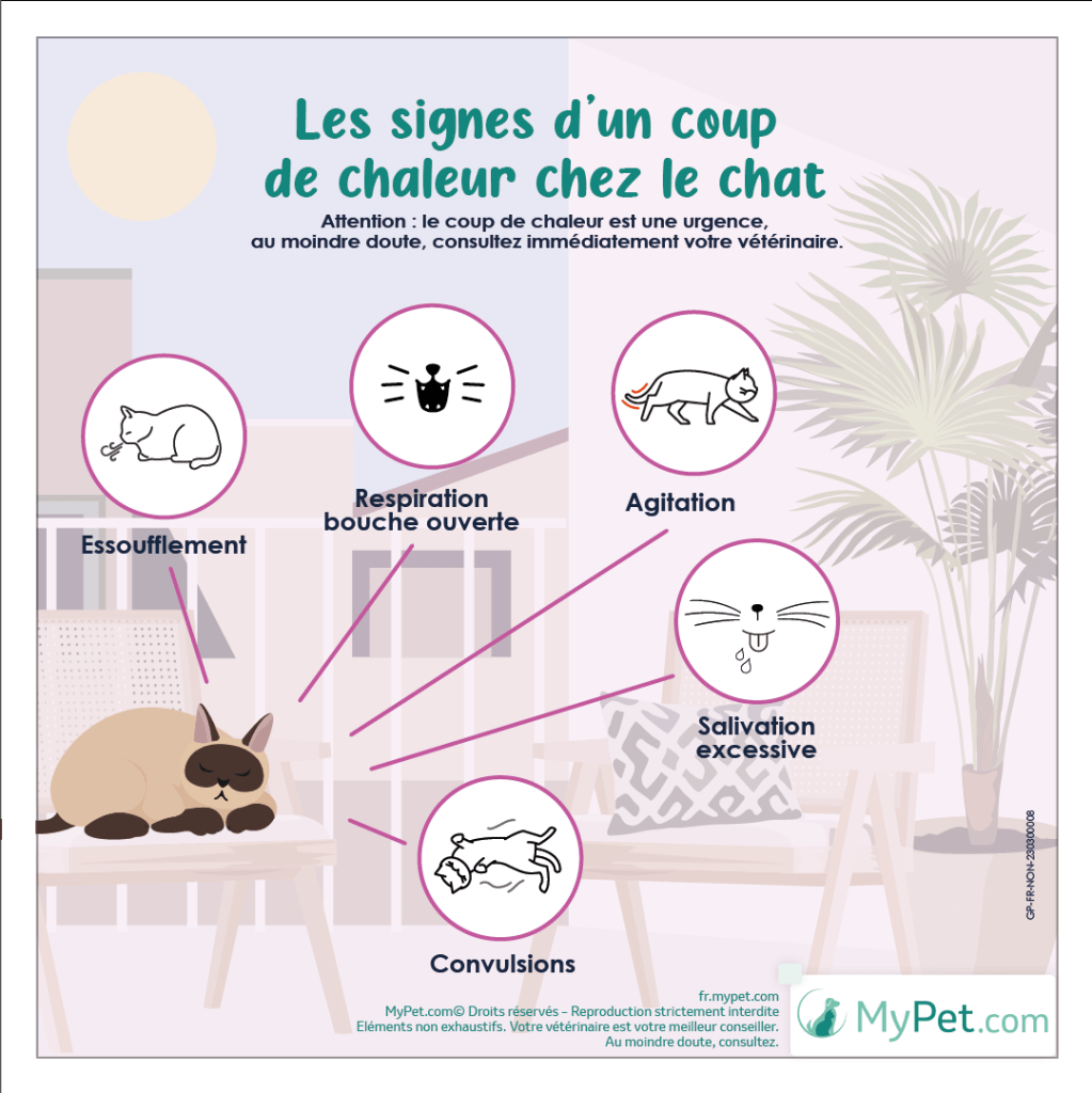 symptômes insolation coup de chaleur chat