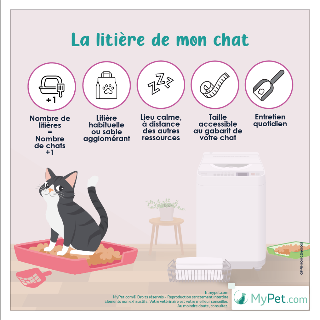 litière chat comment choisir