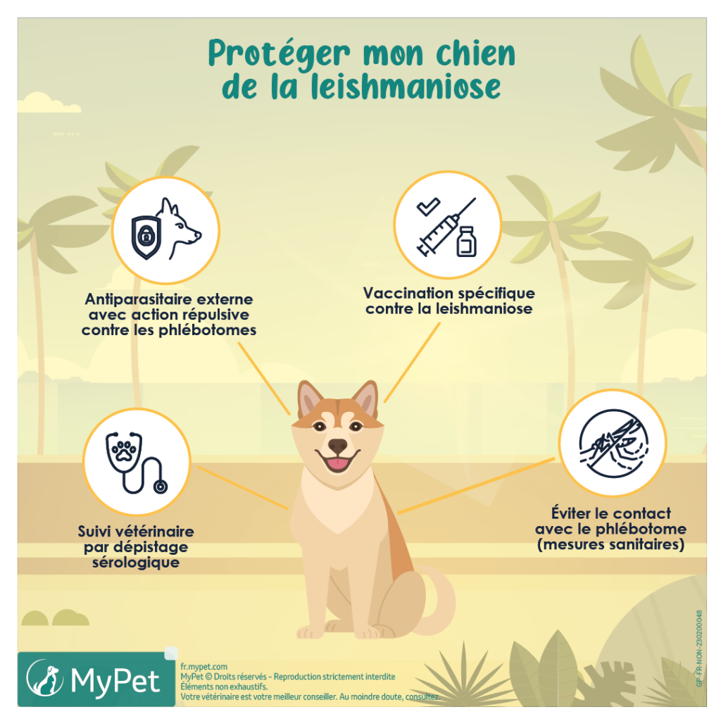 infographie comment protéger mon chien de la leishmaniose