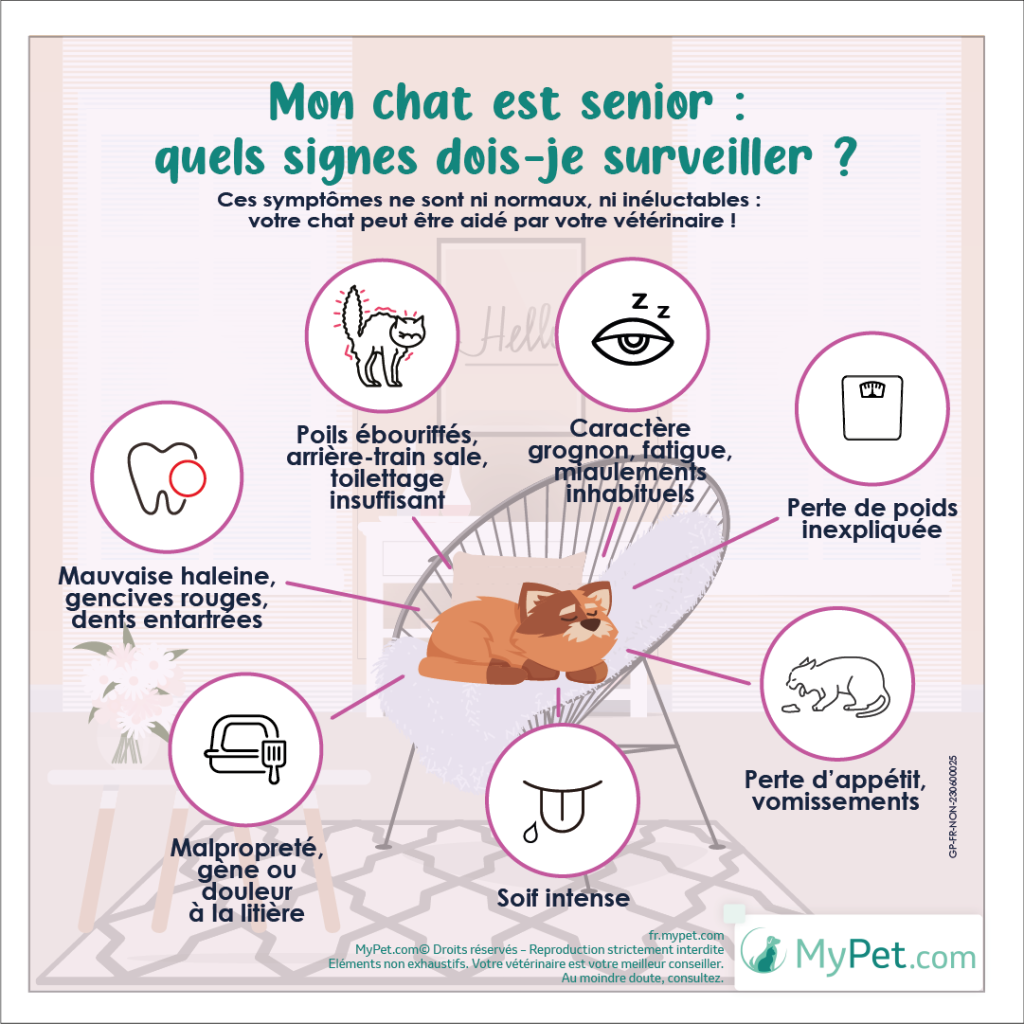 vieux chat symptômes, signes