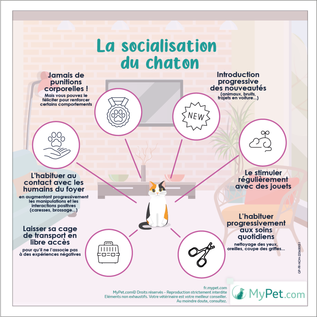 éducation chaton