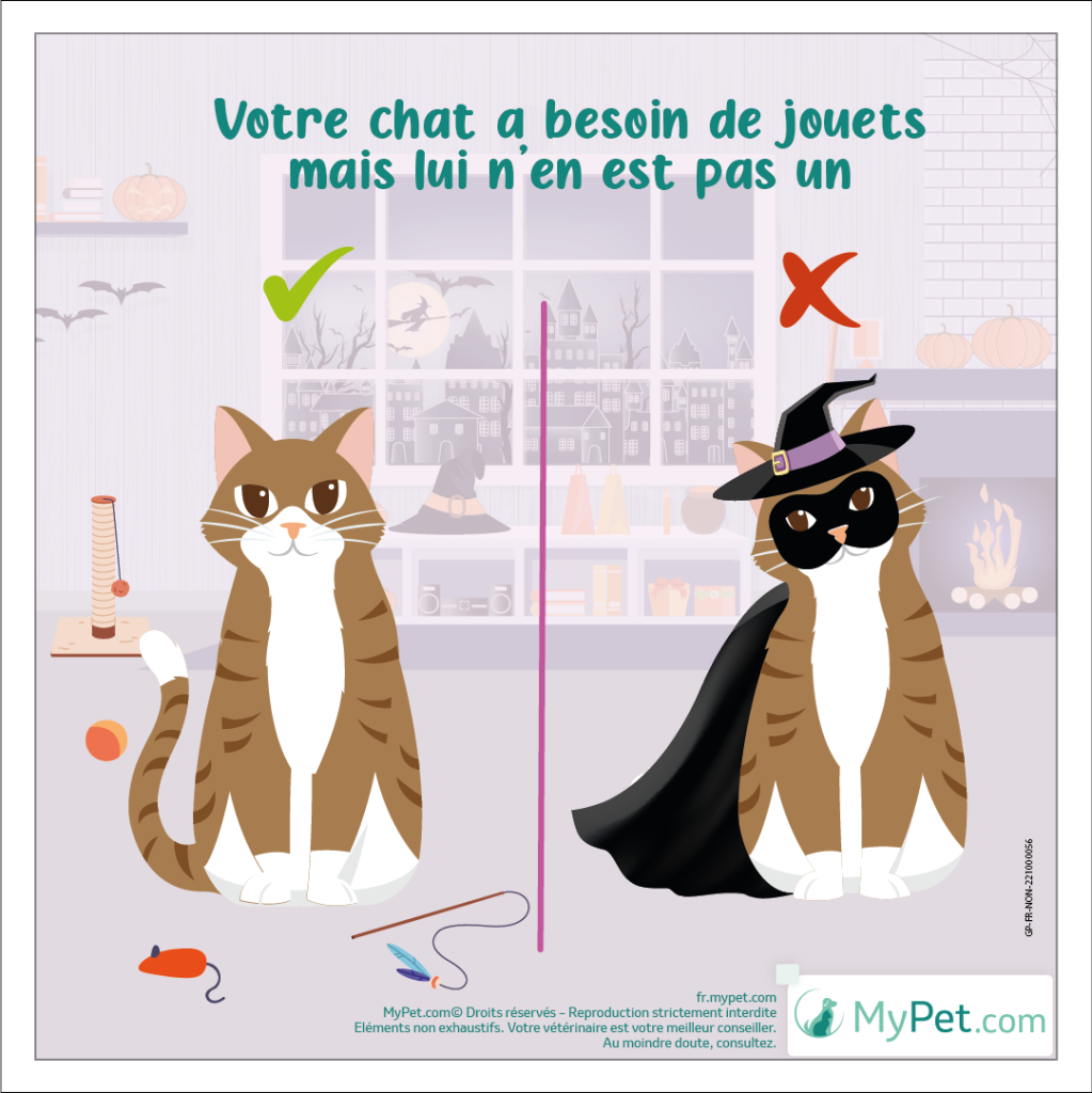 déguisement chat