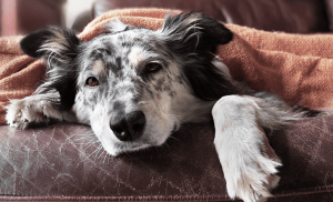 chien affaibli