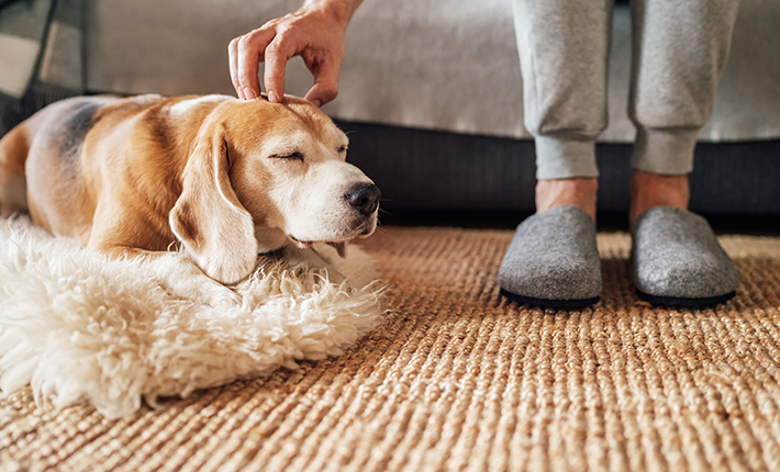 chien âgé dans son panier de couchage