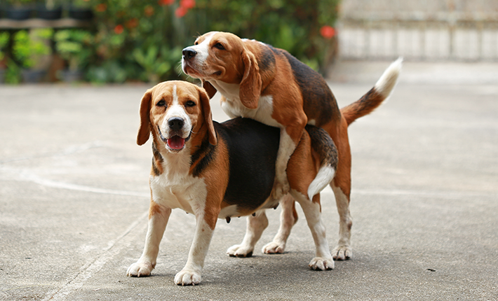 chien collés durant l'acte de reproduction