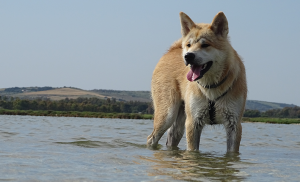 chien profitant de l'océan