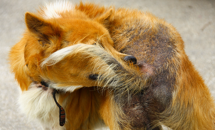 chien atteint d'une gale du corps