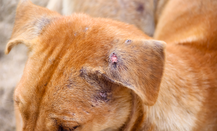 chien atteint d'une gale des oreilles