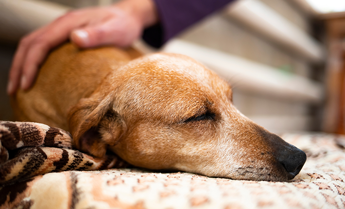 chien qui dort confortablement