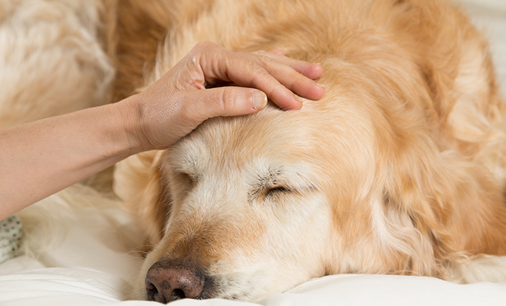 chien qui souffre