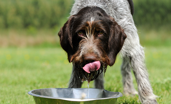 chien qui boit de l'eau