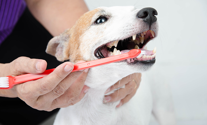 chien qui collabore au brossage de dents