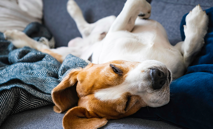 chien qui dort sur le dos